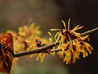 Hamamelis Harry 2016 01 23 9090